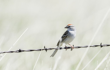 Chipping Sparrow on the Prairies of Colorado