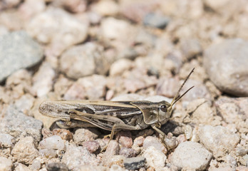 Coral-winged Grasshopper (Pardalophora apiculata) Sitting on Rocks on the Ground