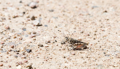 Red-shanked Grasshopper (Xanthippus corallipes) on the Ground