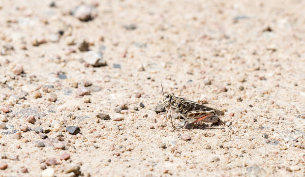Red-shanked Grasshopper (Xanthippus corallipes) on the Ground