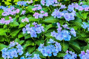 アジサイ　hydrangea