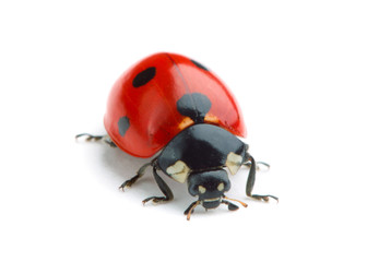 Ladybug isolated on white background © Alexstar