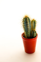 Cactus plant with thorns