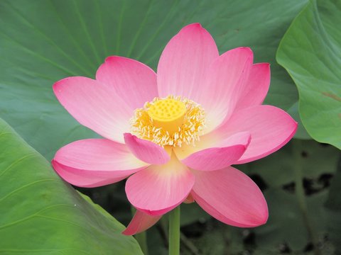 Fototapeta Lotus Flower