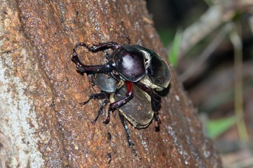 カブトムシ