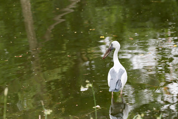 Egret or Pelicans standing in the pond.