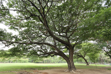 public park with green grass field and perspective to copy space