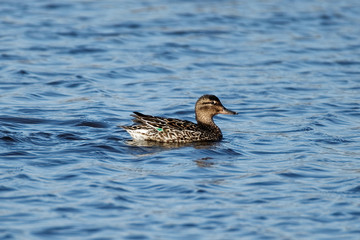 A Green-Winged Teal duck floats on the water in the Chichaqua Bottoms Greenbelt. These small ducks return to Iowa for the breeding season and can be found largely in rural waters.