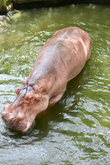 hippopotamus to soaking water.