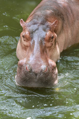 hippopotamus to soaking water.