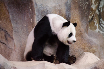 panda life