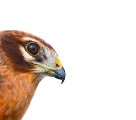 The Montagu's harrier