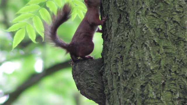 squirrel on a tree/squirrel on a tree gnawing nut