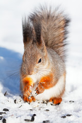 Fototapeta premium red squirrel in winter