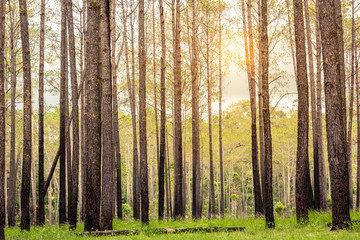 Obraz premium Forest of pine