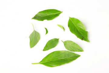 Fototapeta na wymiar Sweet basil leaves on white background; selective focus