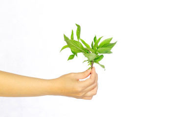 hands hold Sweet basil leaves on white background ,selective focus