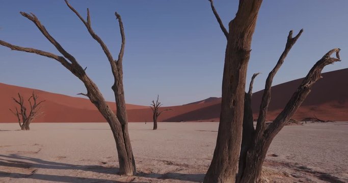 4K moving shot of dead trees in Dead vlei inside the Namib-Naukluft National Park 