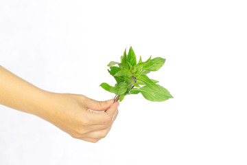 Fototapeta na wymiar hands hold Sweet basil leaves on white background ,selective focus