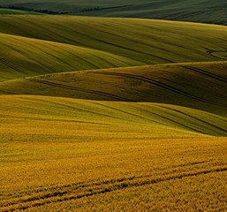 Ripen grain on South Moravia