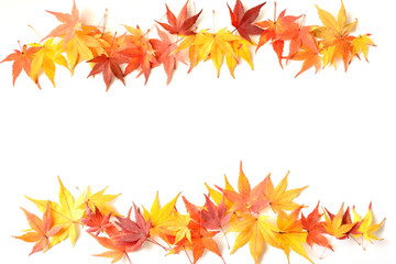 Fototapeta premium モミジの紅葉 白色背景