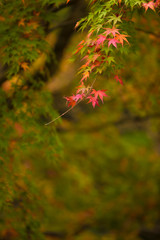 紅葉