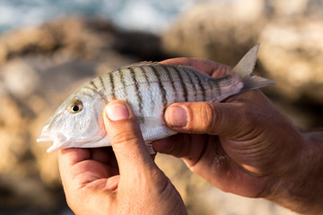 A fisherman presents his fresh catch of a White Seabream fish called Sargo (Diplodus Sargus)
