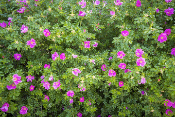 Bushes of a blossoming dogrose