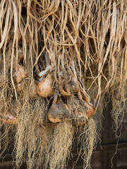 軒先に吊るしたラッキョウ