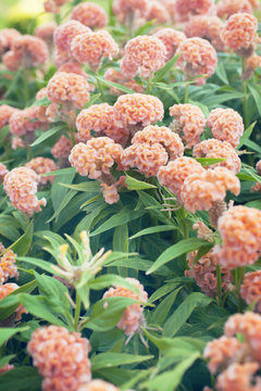 orange cockscomp flower,in garden