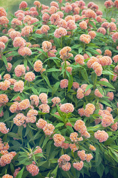 orange cockscomp flower in garden