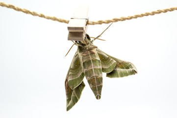 Daphnis nerii, Butterfly fat green body feathers hanging on rope white background