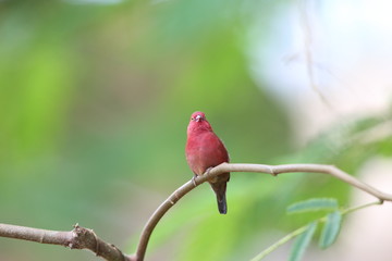 Red-billed Firefinch (Lagonosticta senegala) male in Kibale National Park, Uganda