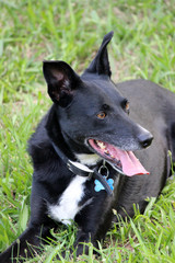 Border collie laying in the green grass