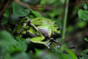 モリアオガエル