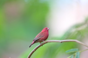 Red-billed Firefinch (Lagonosticta senegala) male in Kibale National Park, Uganda