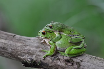 モリアオガエル