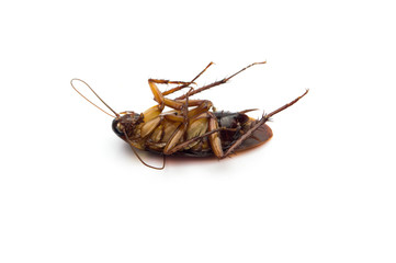 Dead cockroaches lying flat isolated on white background.