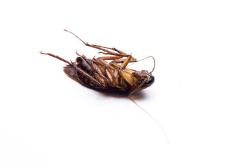 Dead cockroaches lying flat isolated on white background.