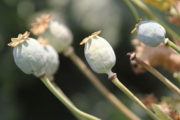 Poppy seedbeds
