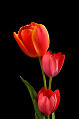 Art Soft Three Tulip Isolated on Black Background