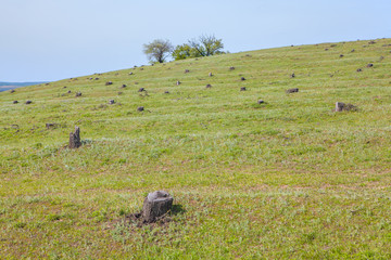 hill with stumps