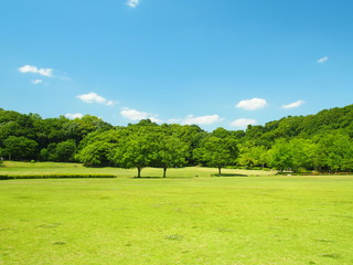 初夏の草原と林風景　21世紀の森と広場