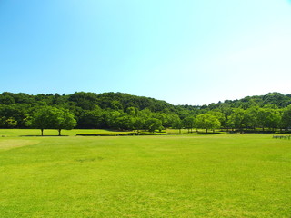 Fototapeta na wymiar 草原と林風景