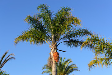 Fototapeta na wymiar palm tree blue sky