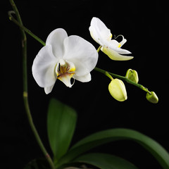 Fototapeta na wymiar Beautiful white orchid branch on black background.