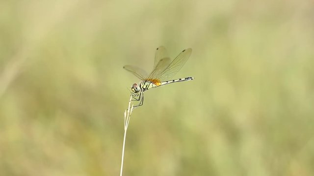 Dragonfly on the fields 