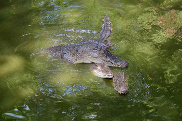 Crocodile in water. Close up