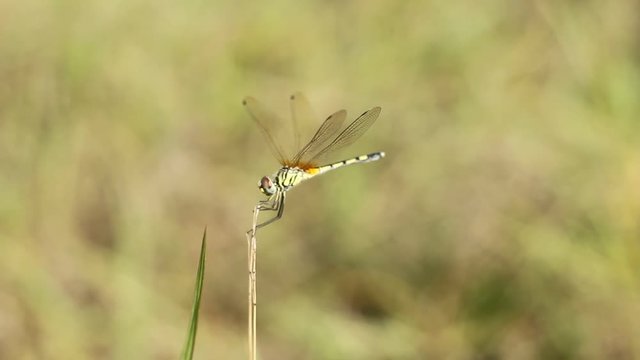 Dragonfly on the fields 