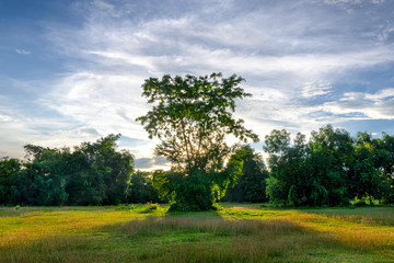 Obraz premium Tree and sunlight